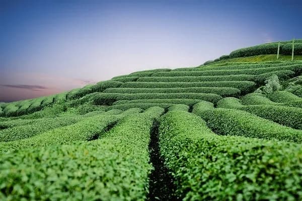 Green Tea and Herbalife Tea: Official-Source Wellness Guide official-source CoreNutri article image